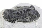 Bargain, Hollardops Trilobite Fossil - Ofaten, Morocco #340901-2